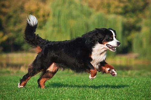 Anjing Pekerja Bernese Mountain Dog