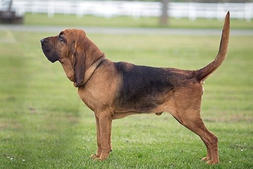 Anjing Pekerja Bloodhound