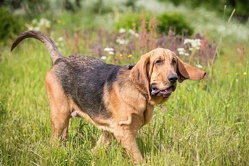 Anjing langka Bloodhound