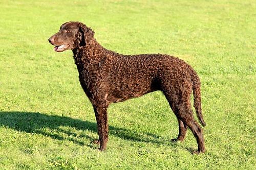 Anjing langka Curly-coated Retriever
