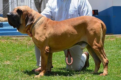 Anjing langka Fila Brasileiro