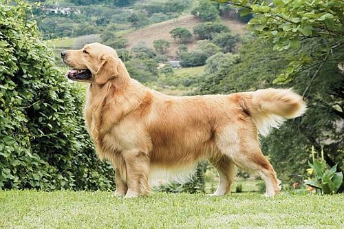 Gambar Anjing Golden Retriever