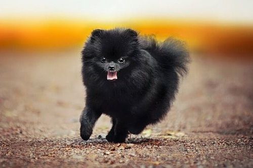 Gambar Anjing Pomeranian Hitam