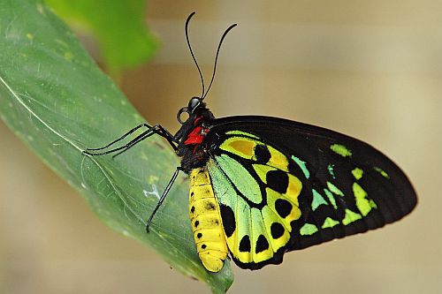 Gambar Kupu-kupu Cairns Birdwing
