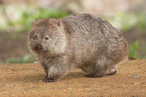 Gambar Wombat