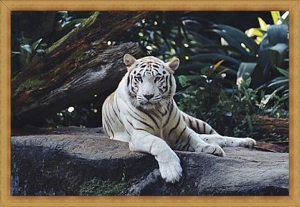 arti mimpi ketemu 2 harimau putih, harimau putih 3 dimensi, macan putih Cirebon, macan putih corak kuning, macan putih cp, apa arti macan putih, harimau putih zoo Melaka, harimau putih dalam bahasa jepang, harimau putih dari mana, macan putih wali songo, harimau putih dalam bahasa arab