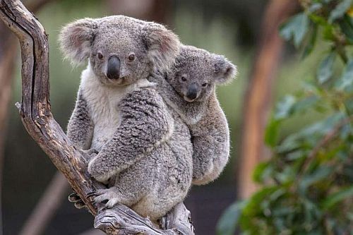 Gambar koala