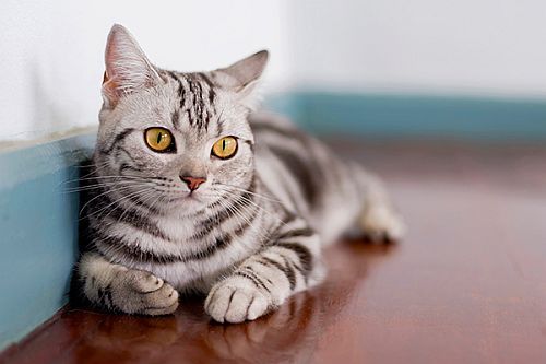 Gambar kucing American Shorthair