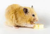 Hamster makan pisang