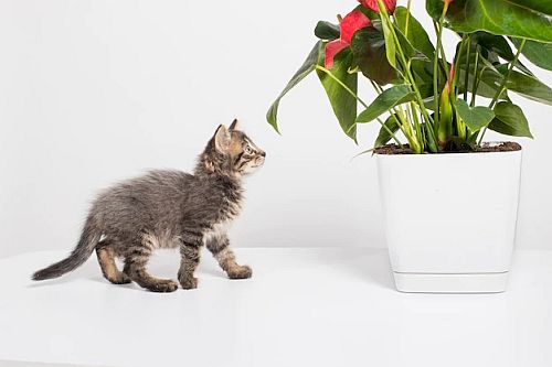 Kucing dan tanaman anthurium