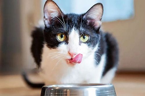Kucing makan pakan basah