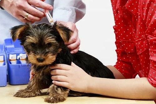 Vaksin anak anjing