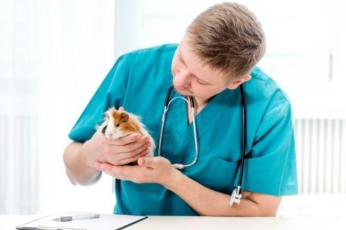 Dokter hewan hamster