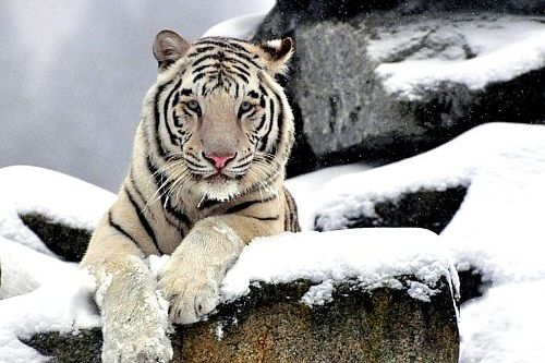 Gambar Harimau Putih
