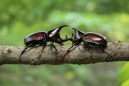 Gambar kumbang badak