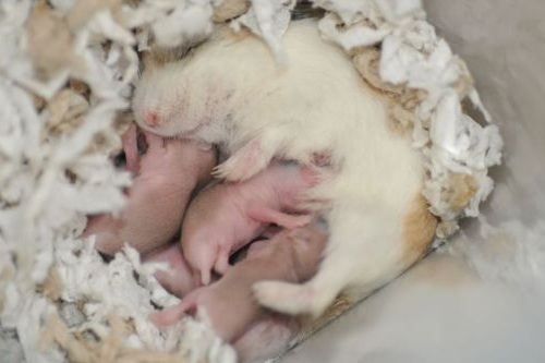 Jumlah Bayi Hamster
