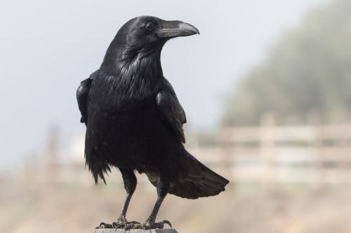 Kecerdasan Hewan Raven