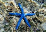 Bintang Laut Blue Linckia