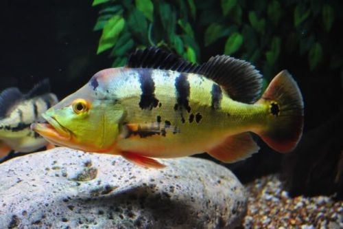 Gambar ikan peacock bass