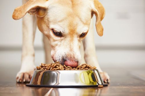 Anjing mengendus makanan