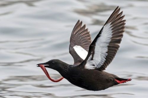 Gambar Burung Black Guillemot