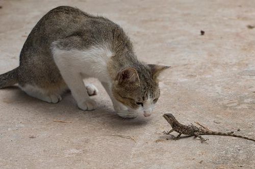 Kucing makan kadal