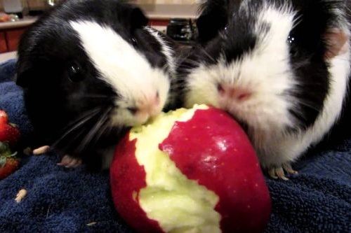Marmut makan apel