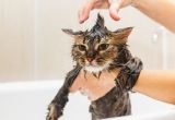 Mencuci kucing dengan sabun