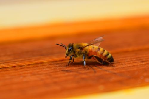 Serangga Berkaki Enam Lebah Madu