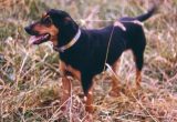 Anjing Coonhound