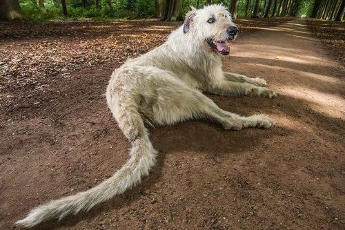 Anjing Ekor Terpanjang