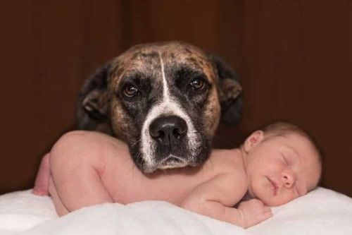 Anjing dan bayi