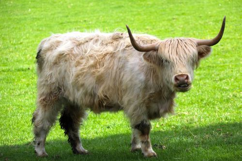 Gambar Sapi Highland Cattle
