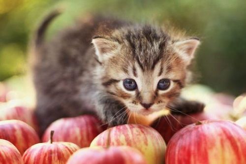 Kucing dan Apel