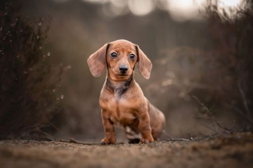 Anjing Kecil Miniature Dachshund