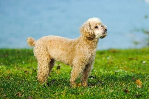 Anjing Kecil Toy Poodle