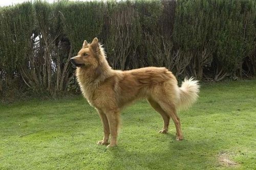 Anjing Spanyol Garafian Shepherd