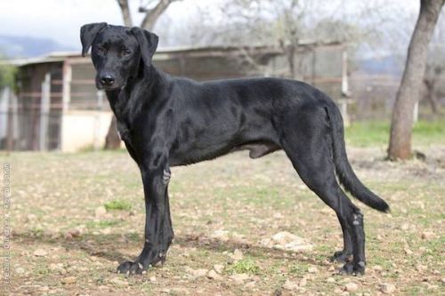 Anjing Spanyol Majorca Shepherd Dog