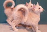 Gambar Kucing American Ringtail