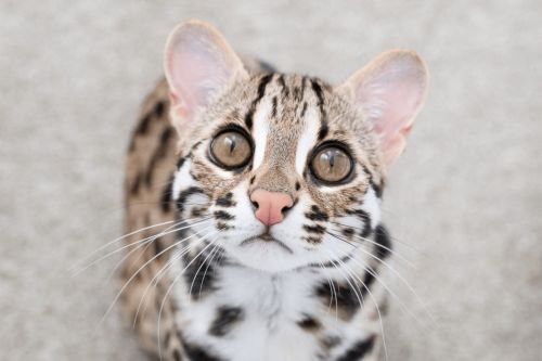 Gambar Kucing Macan Tutul Asia