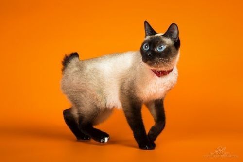 Gambar Kucing Toybob