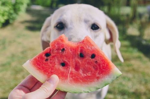 Semangka untuk Anjing