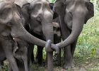 Komunikasi Gajah
