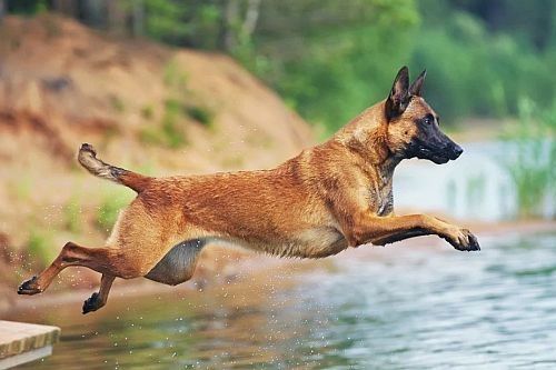Gambar Anjing Belgian Malinois