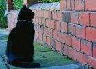 Kucing Melihat Tembok Kosong