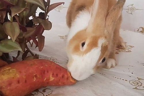 Ubi Jalar untuk Kelinci Sweet Potato
